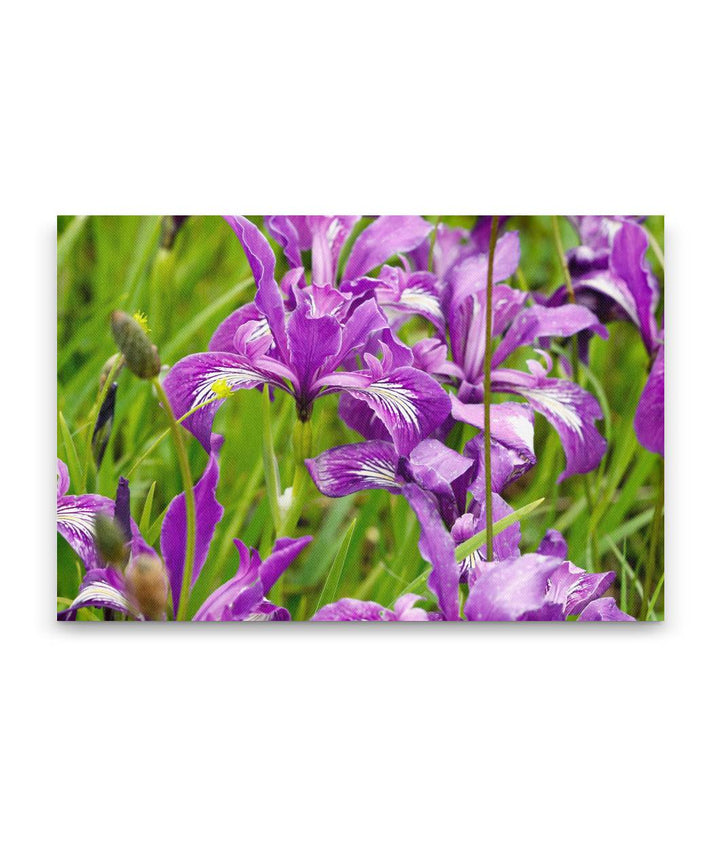 Oregon Iris in Full Bloom, William Finley National Wildlife Refuge, Oregon