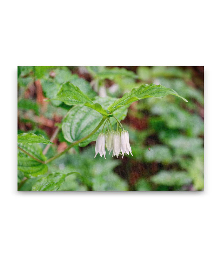 Smith's Fairy Bell, Sweet Creek Trail, Siuslaw National Forest, Oregon, USA