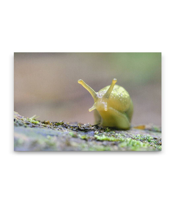 Banana Slug, Lookout Creek Old-Growth Trail, HJ Andrews Forest, Oregon