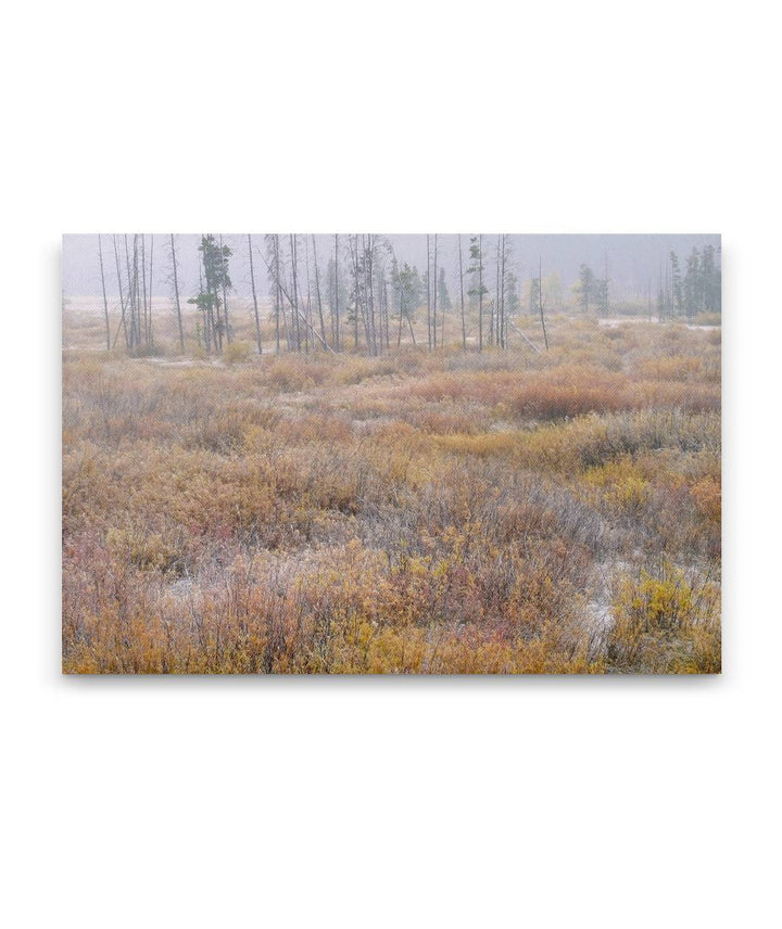 Blackfoot River Fall-Colored Floodplain, Montana