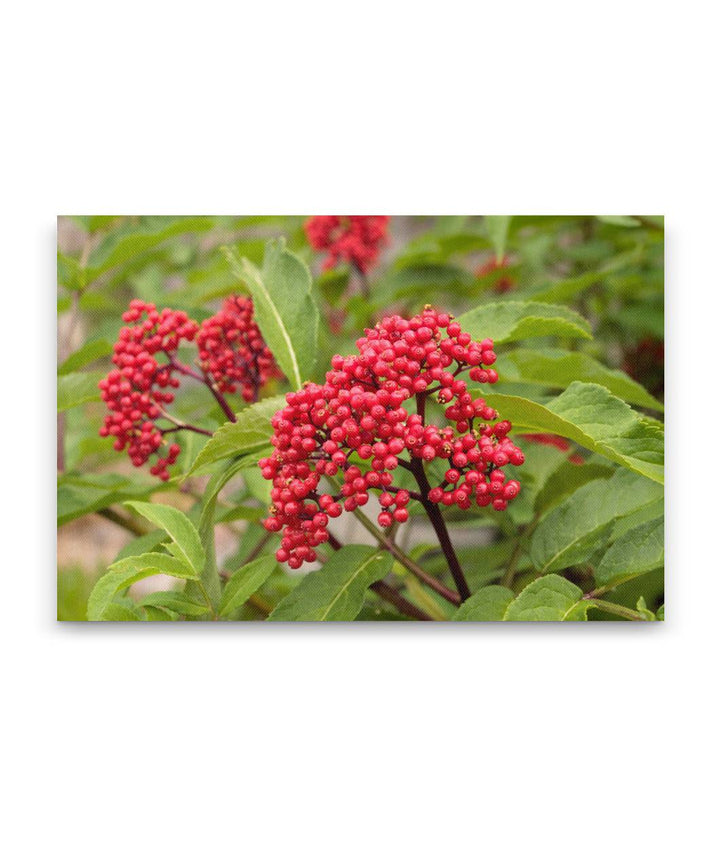 Red Elderberry, Crater Lake National Park, Oregon, USA