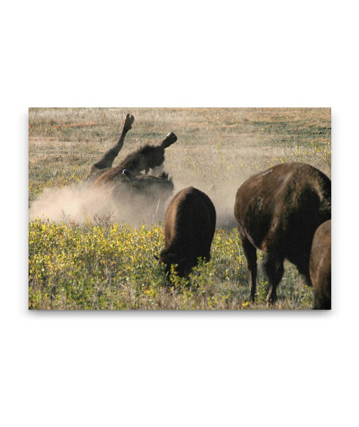 American Bison Wallowing, Custer State Park, South Dakota