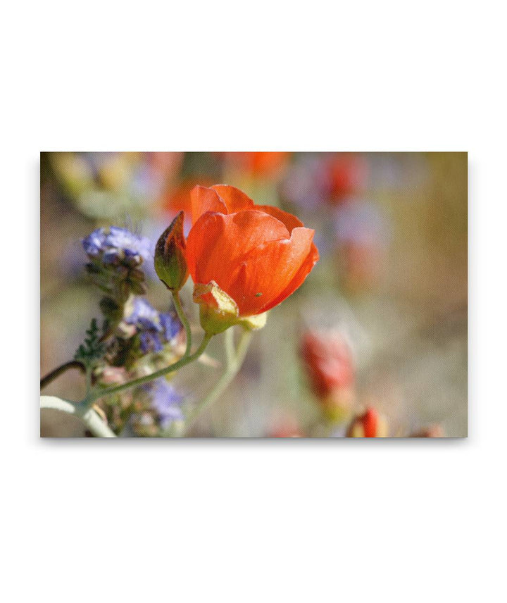 Desert globemallow, Joshua Tree National Park, California, USA