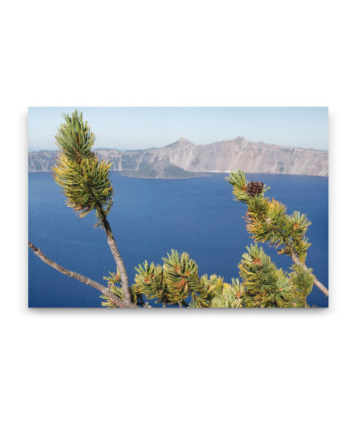 Whitebark pine, Crater Lake National Park, Oregon, USA