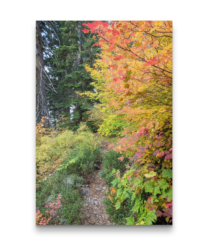 Fall-Colored Vine Maples Along Carpenter Mountain Trail, HJ Andrews Forest, Oregon, USA