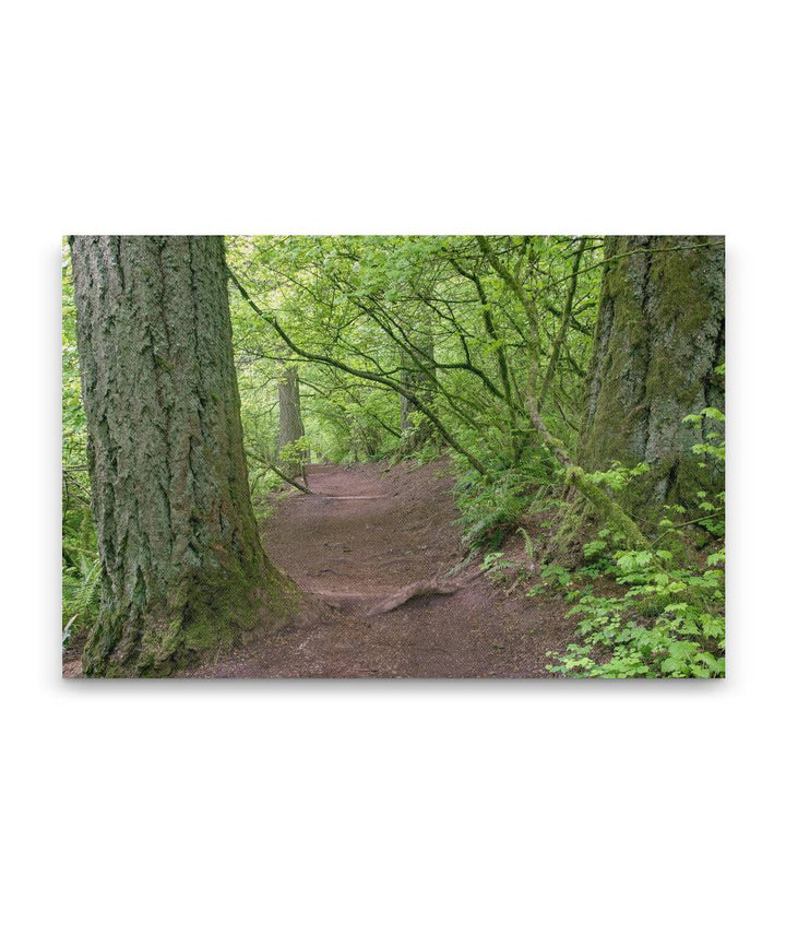 Spencer Butte Trail, Spencer Butte Park, Eugene, Oregon, USA