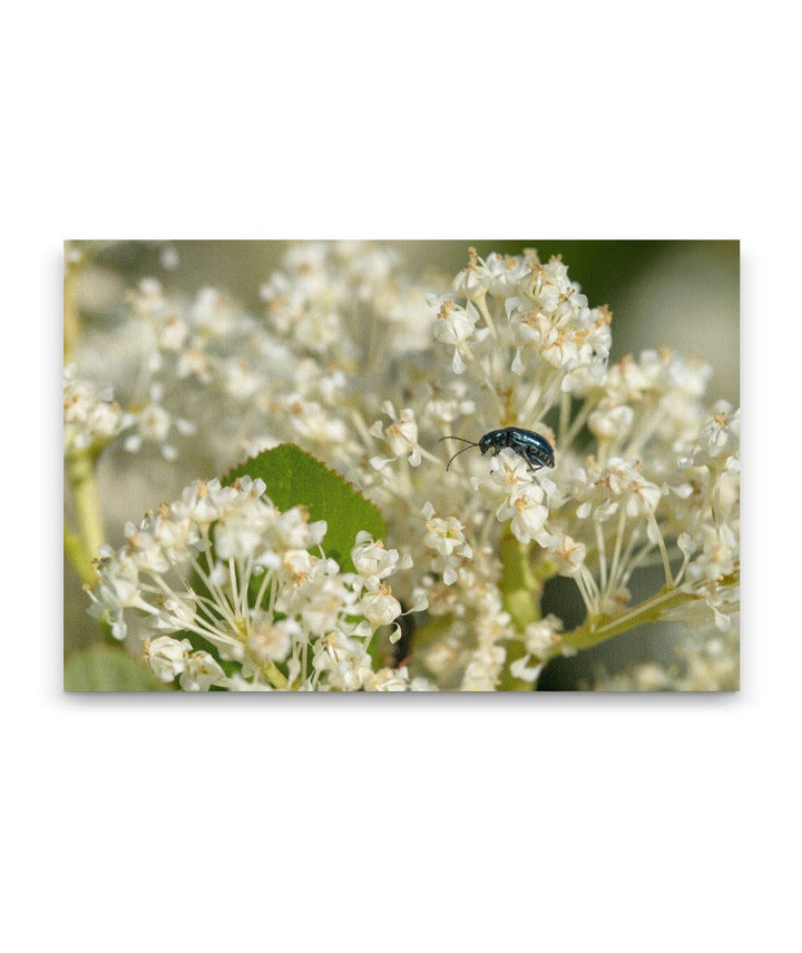 Beetle on Flowering Deer Brush, Hogback Mountain, Klamath Falls, Oregon