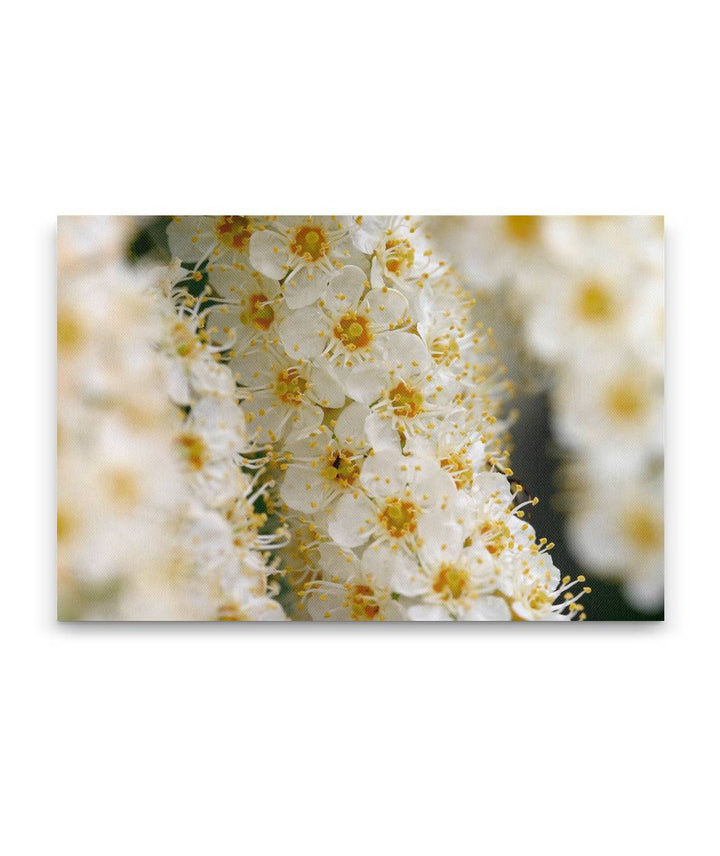 Western Chokecherry, Agency Lake, Oregon, USA