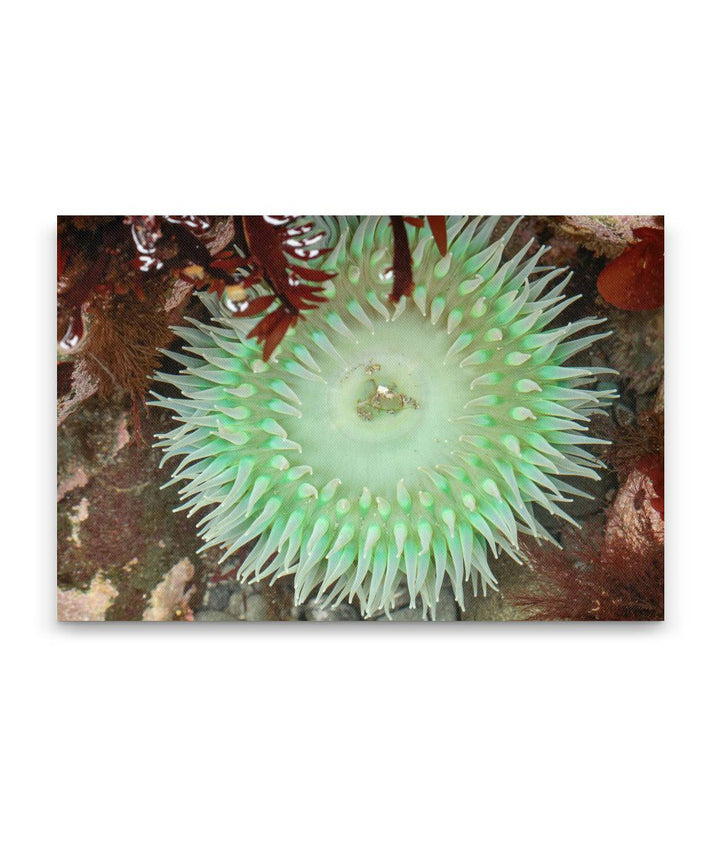 Giant Green Anemone, Martin Creek Beach, Trinidad, California, USA