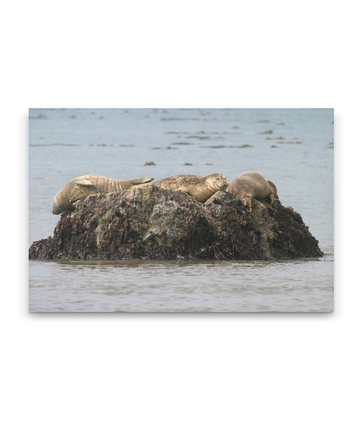 Harbor Seals Sunning on Rock, Trinidad Bay, Trinidad, California