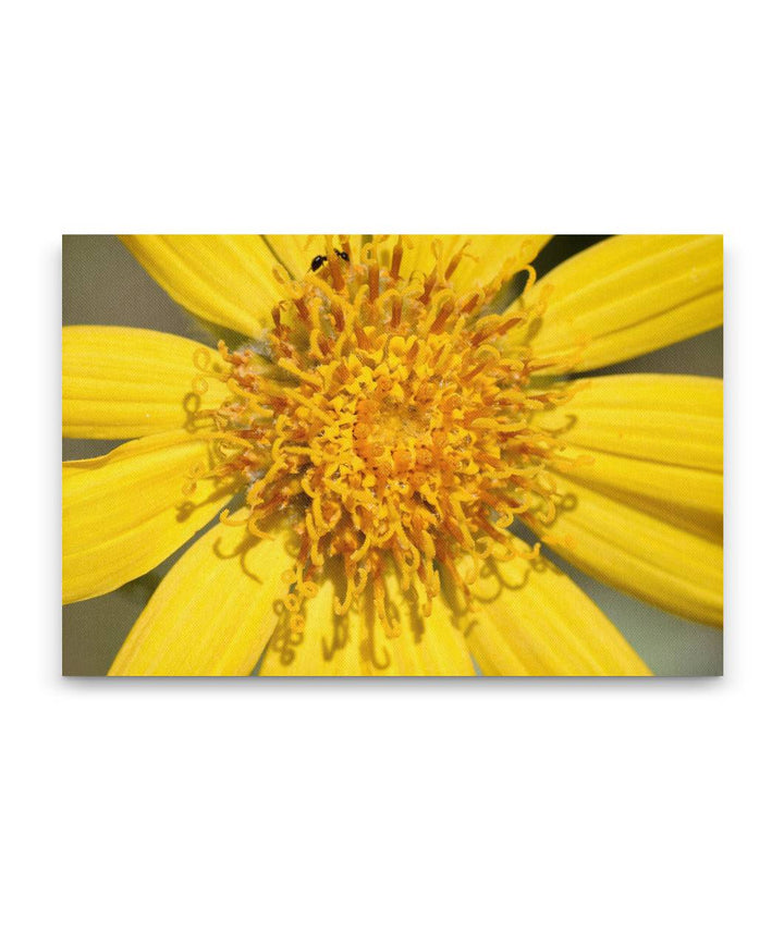 Arrowleaf Balsamroot, Turnbull National Wildlife Refuge, Washington