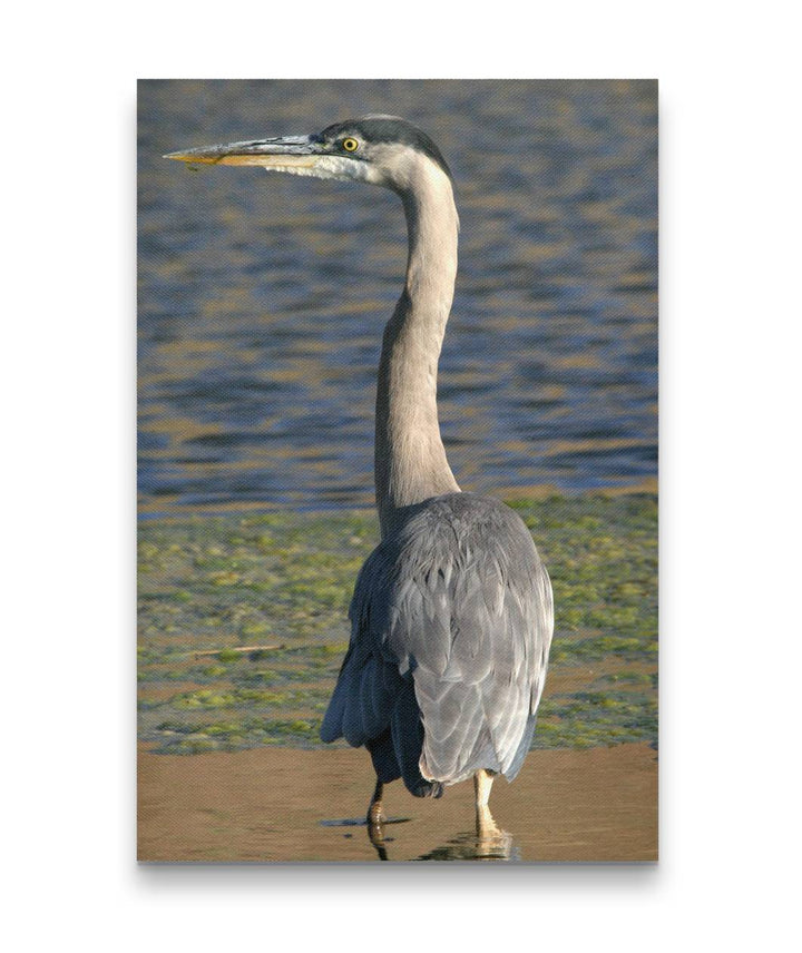 Great Blue Heron, Tule Lake National Wildlife Refuge, California