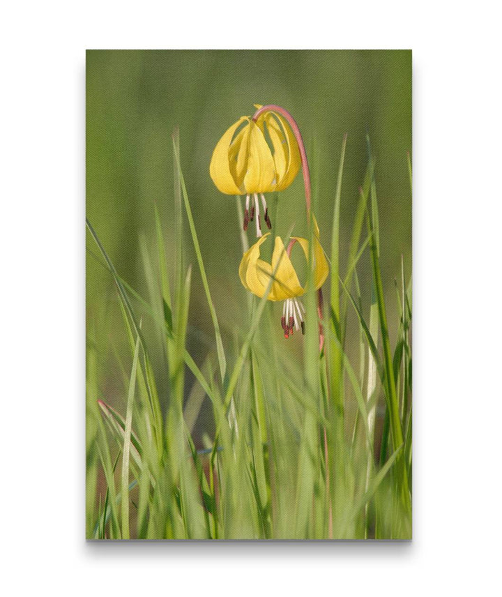 Yellow Fawn Lily, Lake Roosevelt, Washington, USA