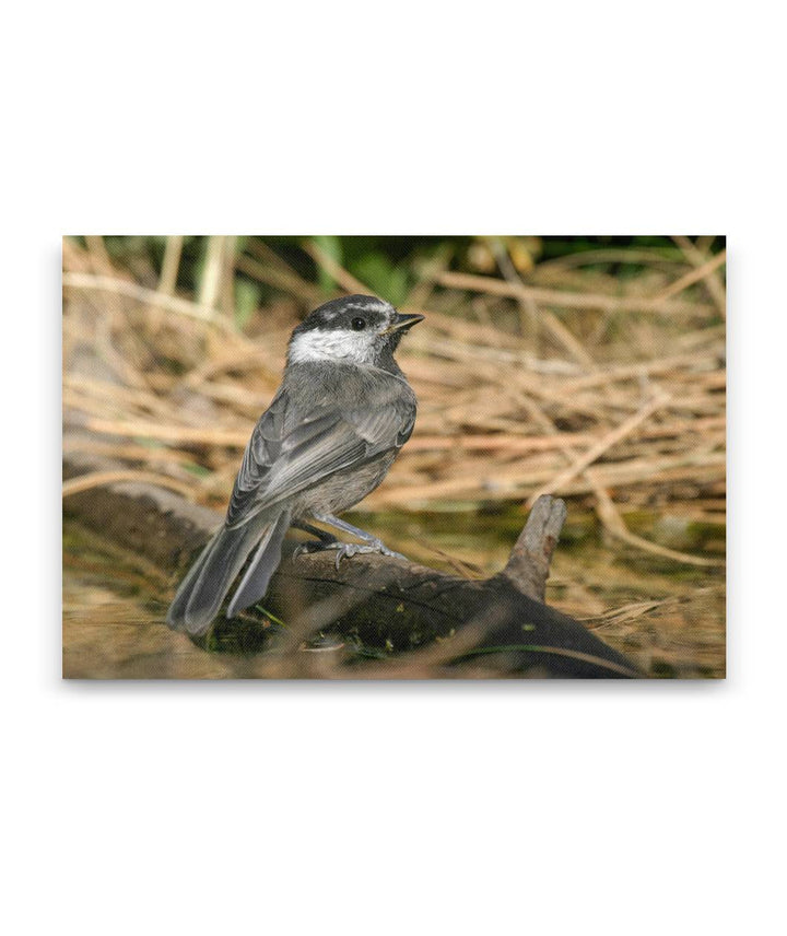 Mountain Chickadee, Lake Roosevelt, Washington