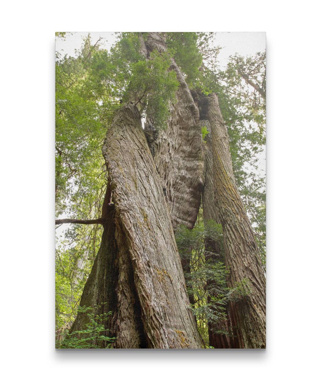 Corkscrew Tree, Prairie Creek Trail, Prairie Creek Redwoods State Park, California