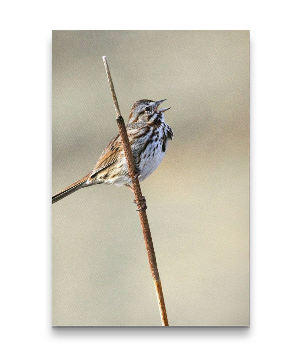 Song Sparrow Calling, Tule Lake National Wildlife Refuge, California