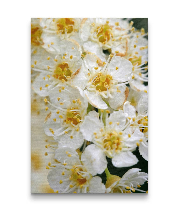 Western chokecherry, Agency Lake, Oregon