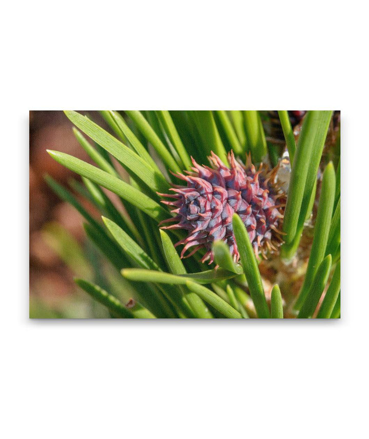 Lodgepole Pine, Crater Lake National Park, Oregon