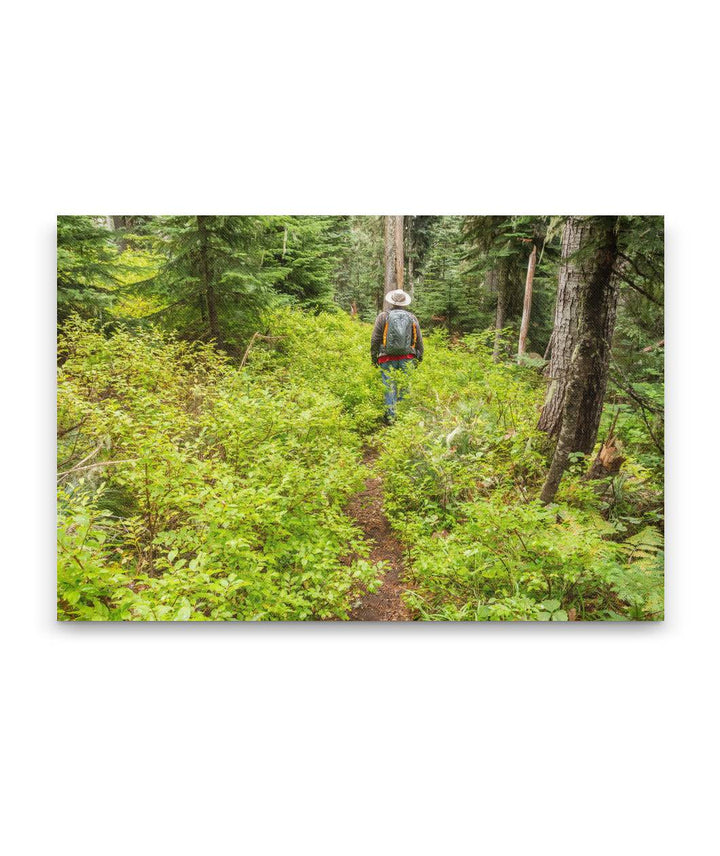 Thin-Leaf Huckleberry Dominates Lower Carpenter Mountain Trail, HJ Andrews Forest, Oregon, USA