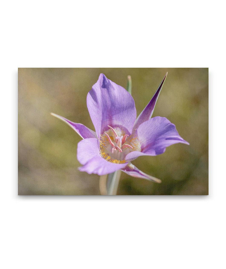 Sagebrush Mariposa Lily, Hogback Mountain, Klamath Falls, Oregon, USA