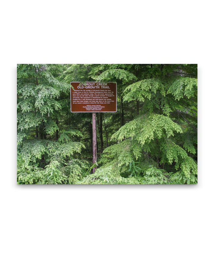 Lookout Creek Old-growth Upper Trailhead, H.J. Andrews Forest, Oregon