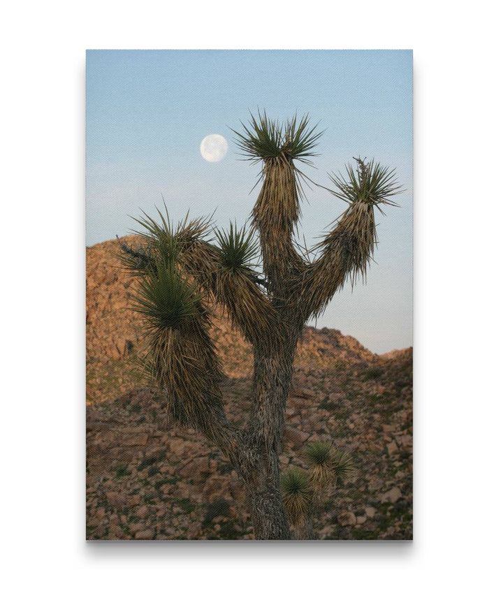 Joshua tree at Moonrise, Joshua Tree National Park, California