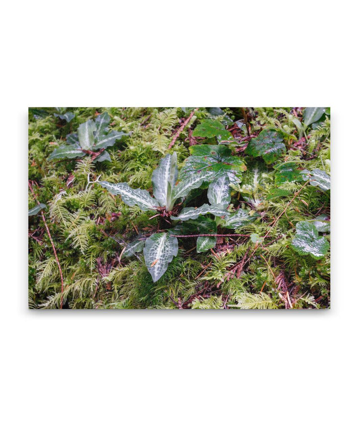 Rattlesnake Plantain, Lookout Creek Old-Growth Trail, Oregon, USA