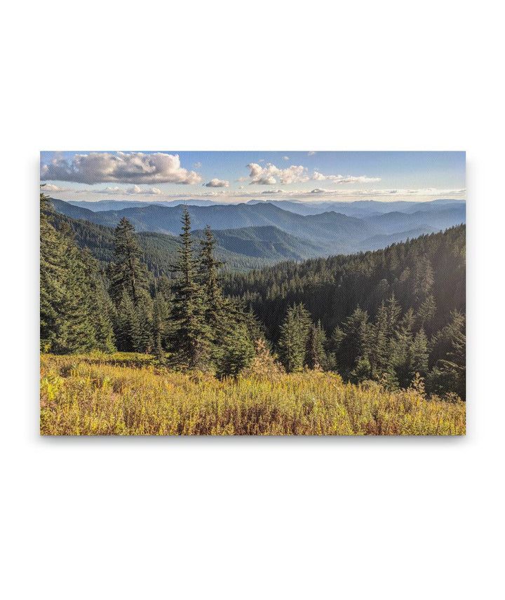 HJ Andrews Forest From Carpenter Mountain Meadow, HJ Andrews Forest, Oregon