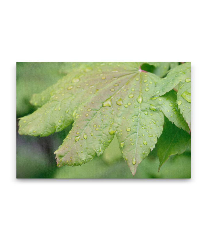 Vine maple, Fall Creek Road, Willamette National Forest, Oregon, USA