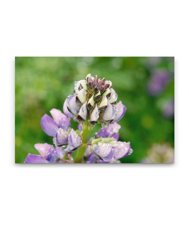 Whiteleaf Lupine, Redwood National Park, California, USA