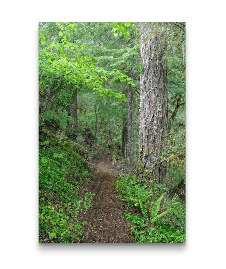 Lookout Creek Old-Growth Trail, HJ Andrews Forest, Oregon