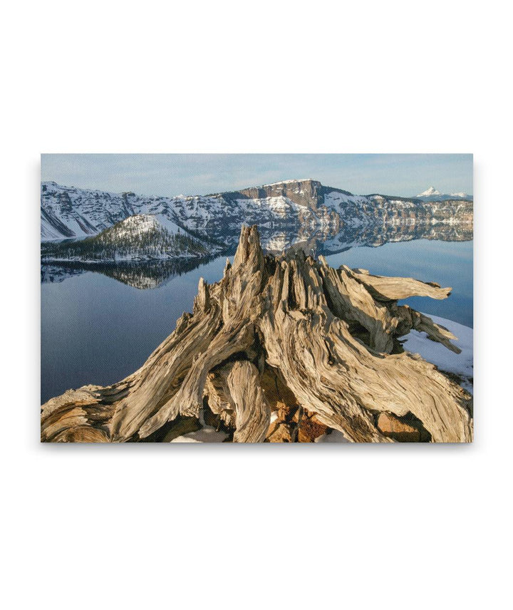 Dead Whitebark Pine and Wizard Island In Winter, Crater Lake National Park, Oregon, USA