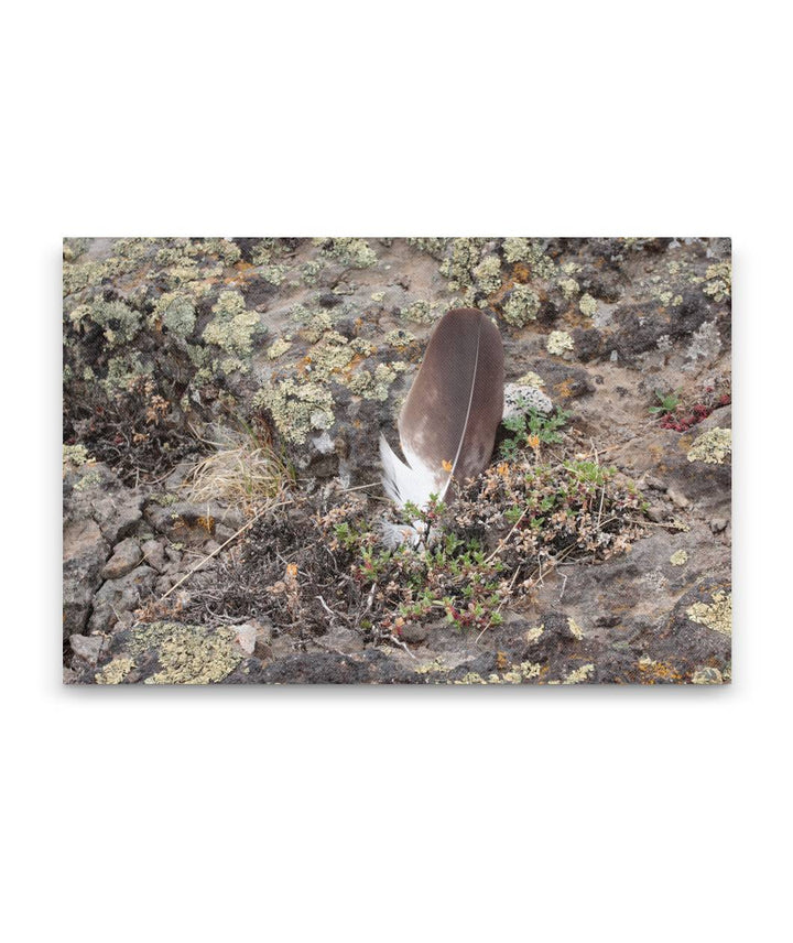 Feather on Lichen-covered Rocky Ground, Steens Mountain, Oregon