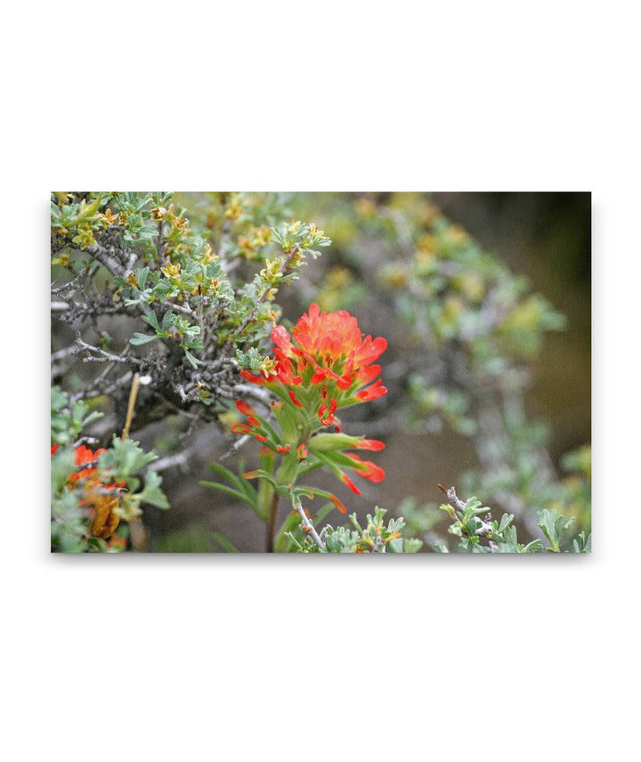 Desert Indian Paintbrush, Alvord Desert, Oregon, USA