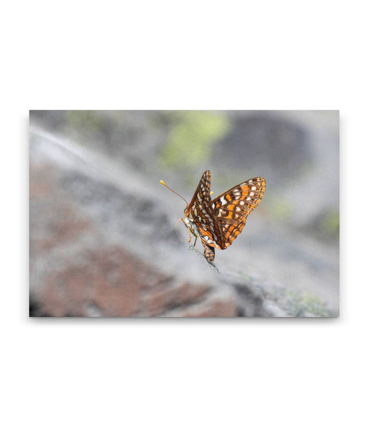 Butterfly on Rocks, Carpenter Mountain Fire Lookout, HJ Andrews Forest, Oregon, USA