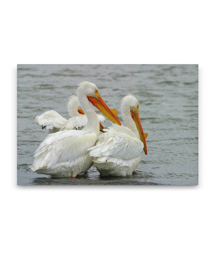 American White Pelicans, Tule Lake National Wildlife Refuge, California