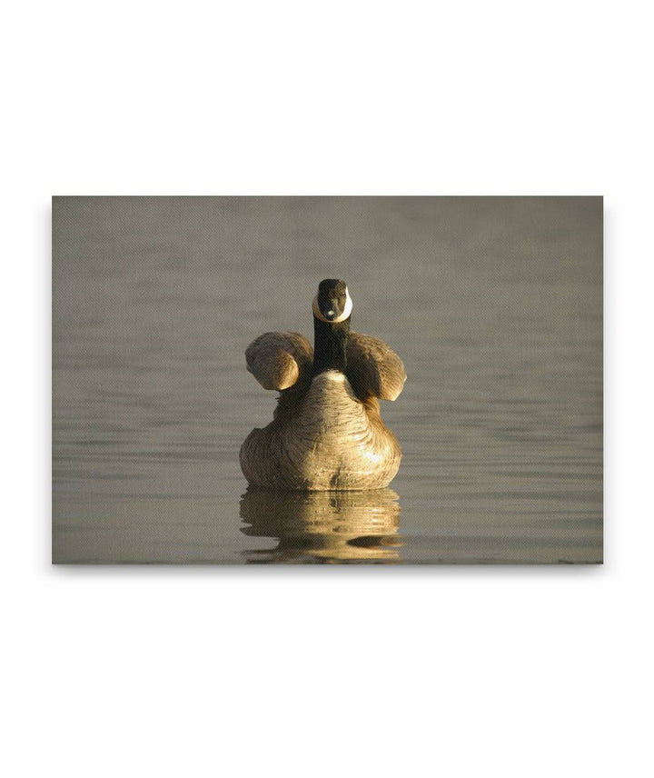 Canada Geese, Tule Lake National Wildlife Refuge, California