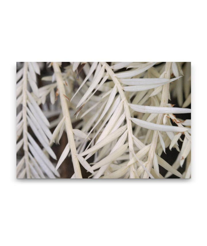 Ghost/Albino Redwood, Humboldt Redwoods State Park, California, USA