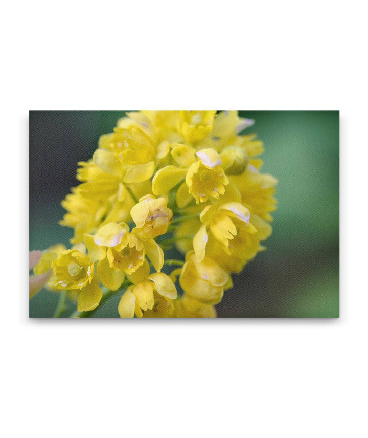 Tall Oregon-Grape, Newman Lake, Washington, USA