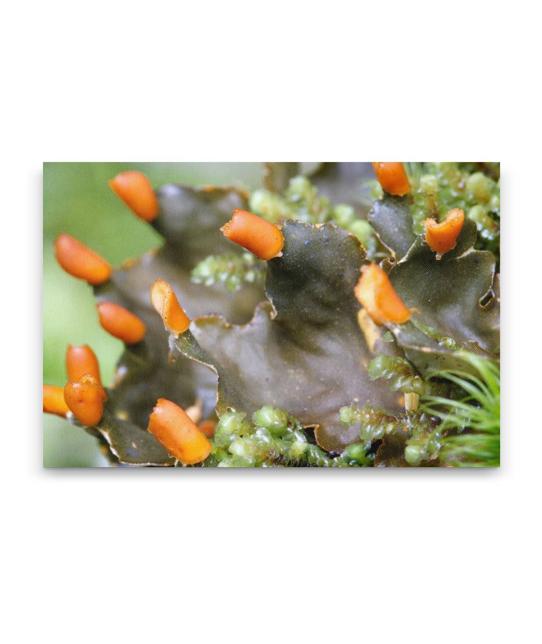 Frog Pelt Lichen, Lookout Creek Old-Growth Trail, Oregon