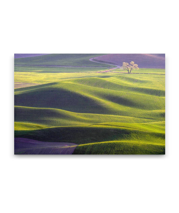 Palouse Hills, Steptoe Butte State Park, Washington