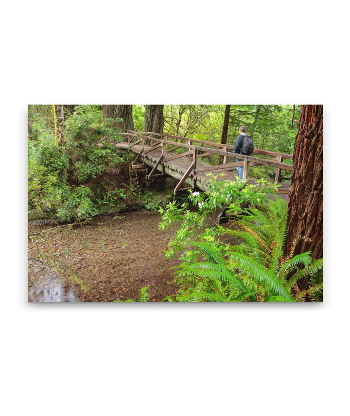 Prairie Creek, Prairie Creek Trail, Prairie Creek Redwoods State Park, California, USA