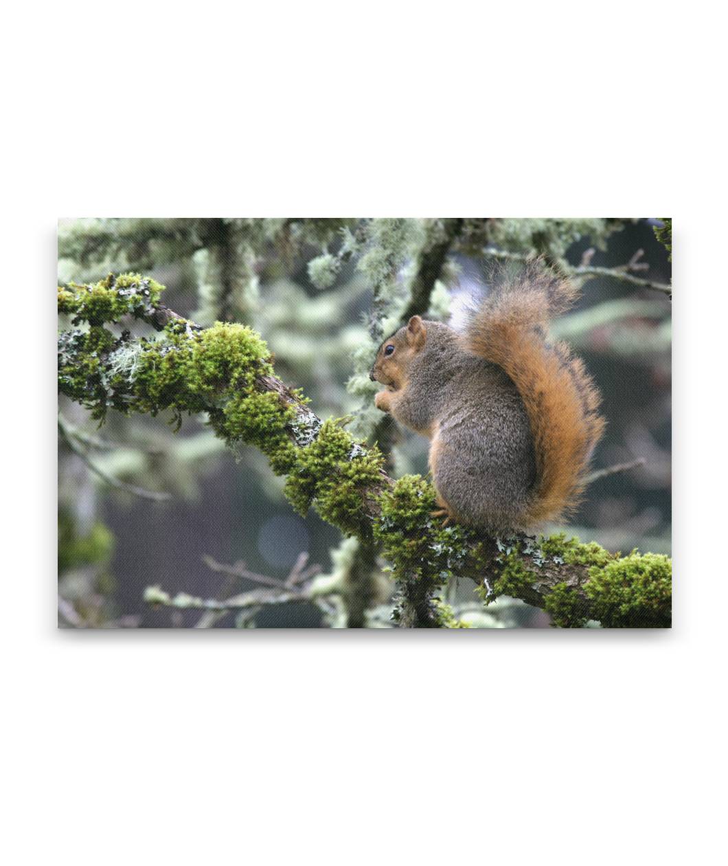 Eastern fox squirrel, Hendricks park, Eugene, Oregon