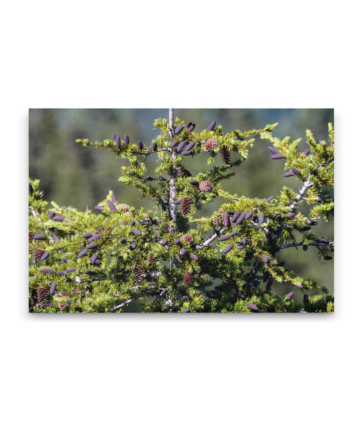 Mountain hemlock, Carpenter Mountain, H.J. Andrews Forest, Oregon