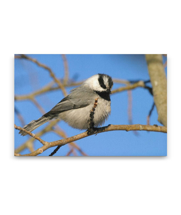 Mountain chickadee in Aspen Tree, Fort Klamath, Oregon