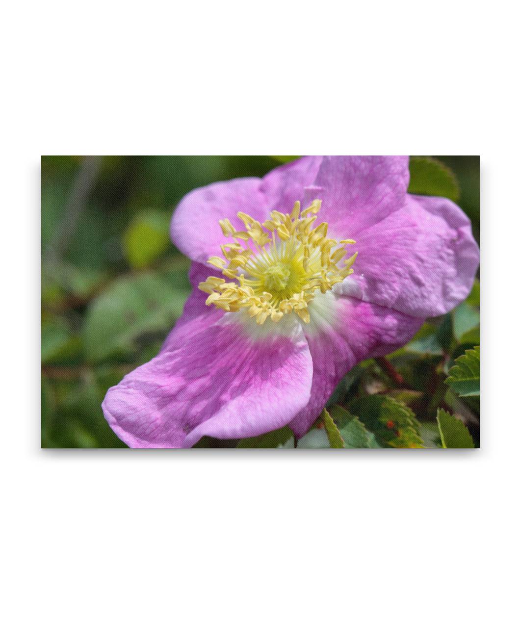 Sweetbriar Rose, William L. Finley National Wildlife Refuge, Oregon, USA