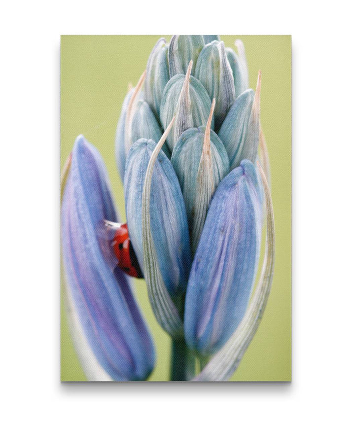 Camas Flower and Ladybug, William Finley National Wildlife Refuge, Oregon