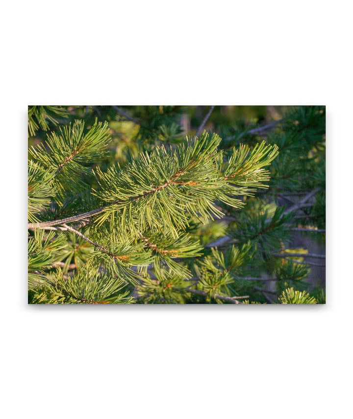 Whitebark Pine, Crater Lake National Park, Oregon, USA