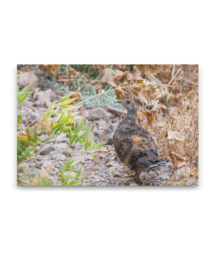 Sooty Grouse, Carpenter Mountain Meadow, HJ Andrews Forest, Oregon, USA