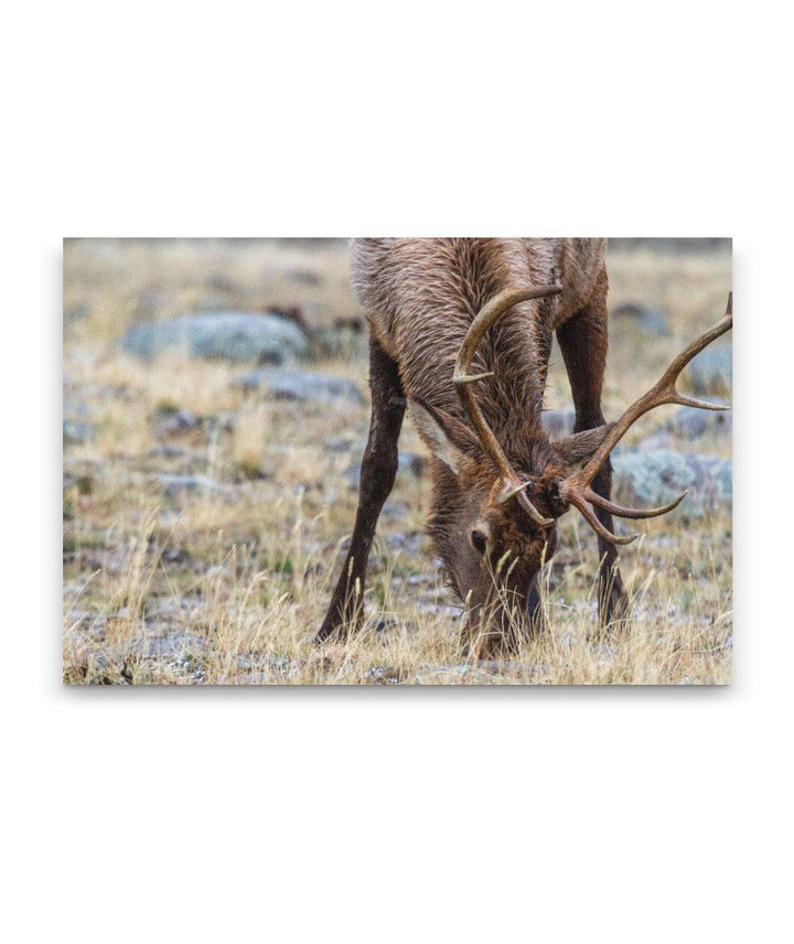 Rocky Mountain Elk, Yellowstone National Park, Montana, USA